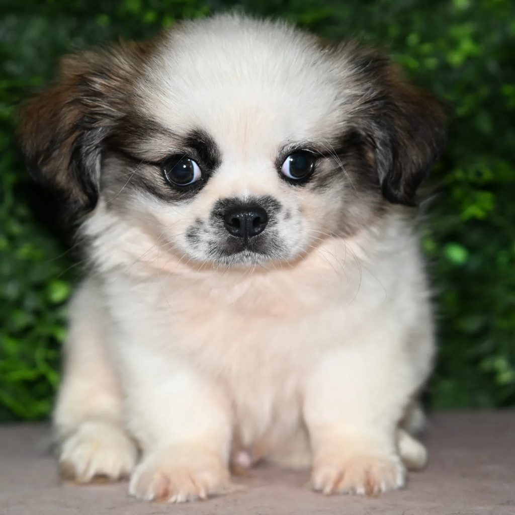 Leonard puppy images