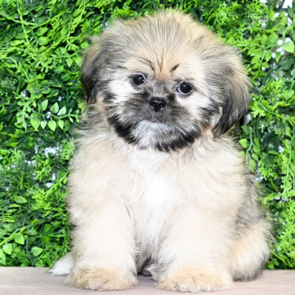 Lainey puppy images