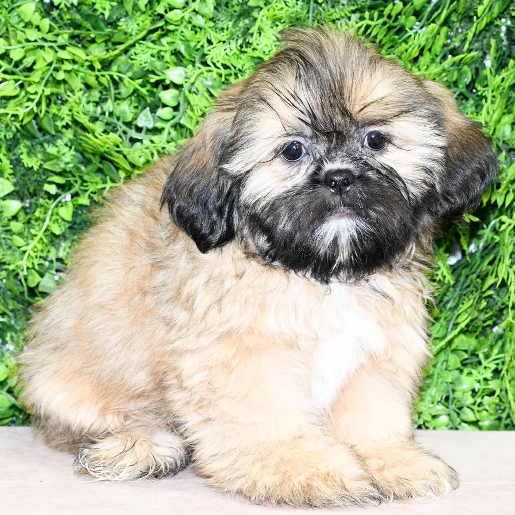 Rockwell puppy images