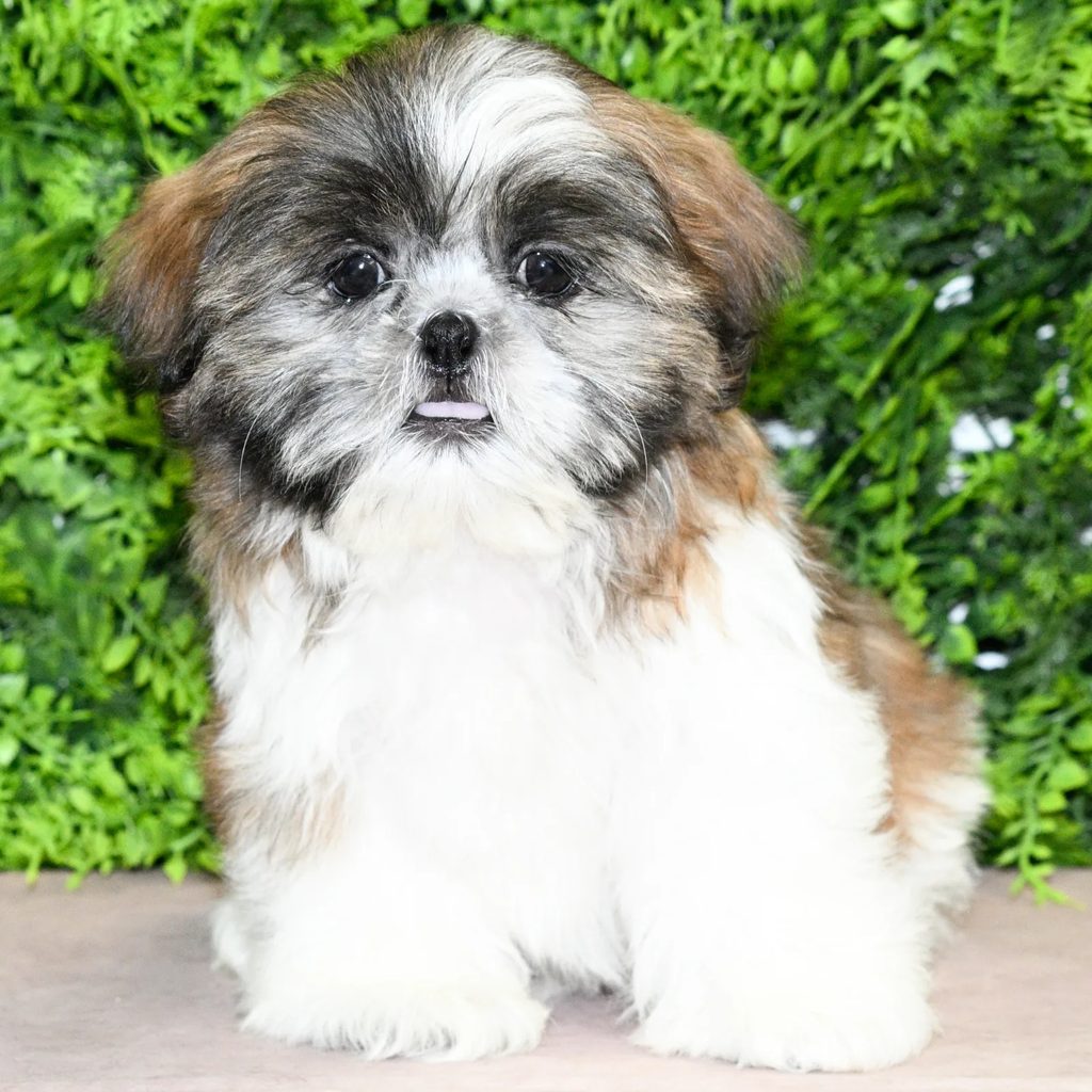 Estelle puppy images