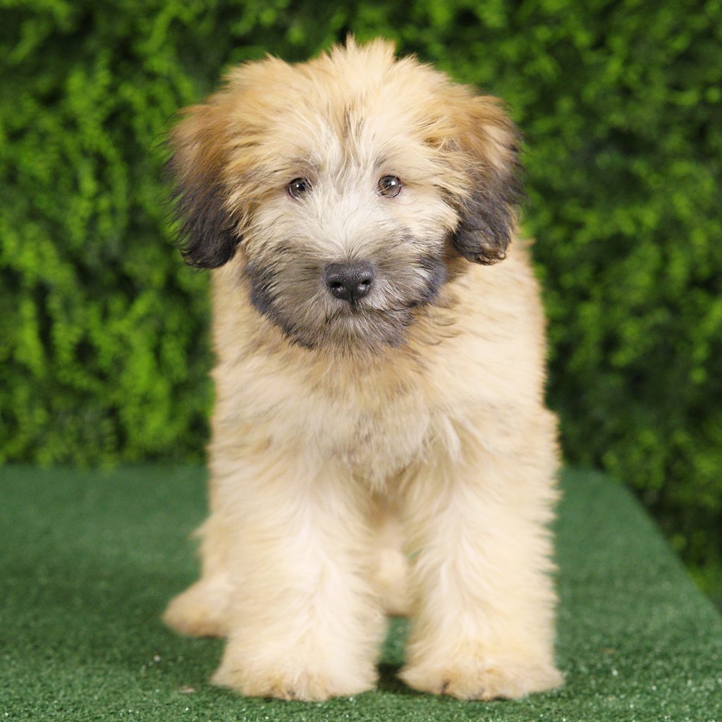 Ocean puppy images
