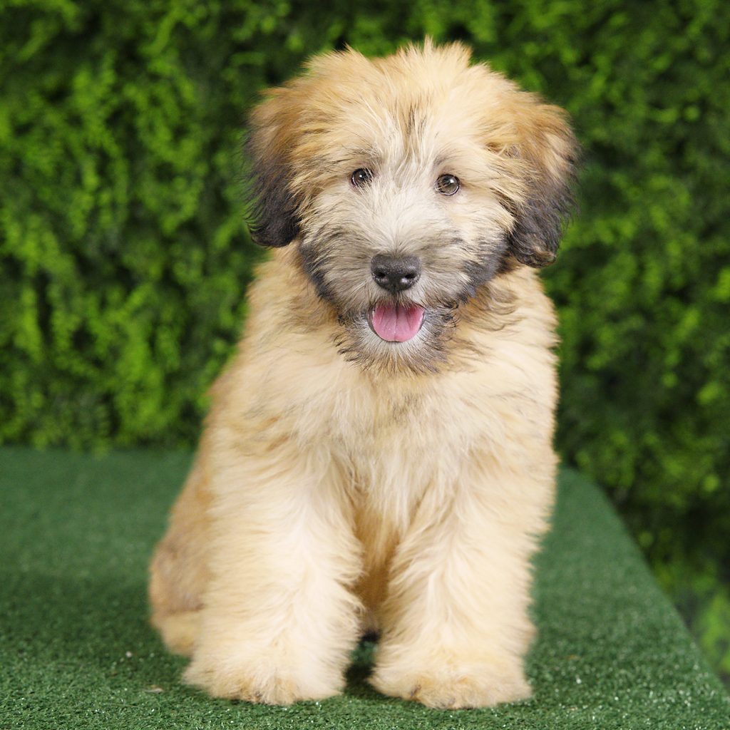Ocean puppy images