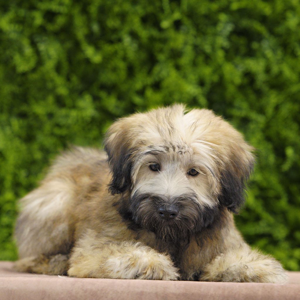 Kona puppy images