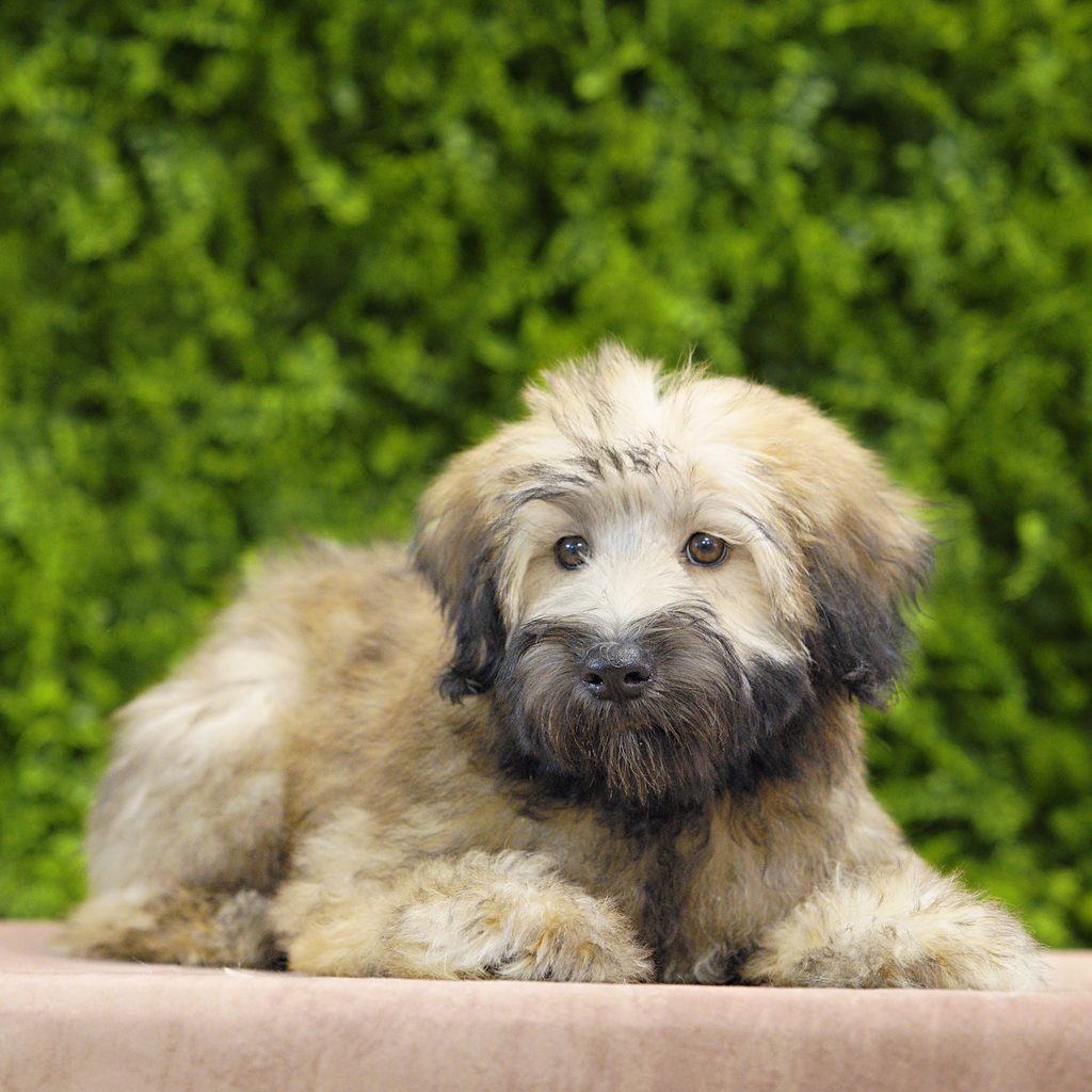 Kona puppy images