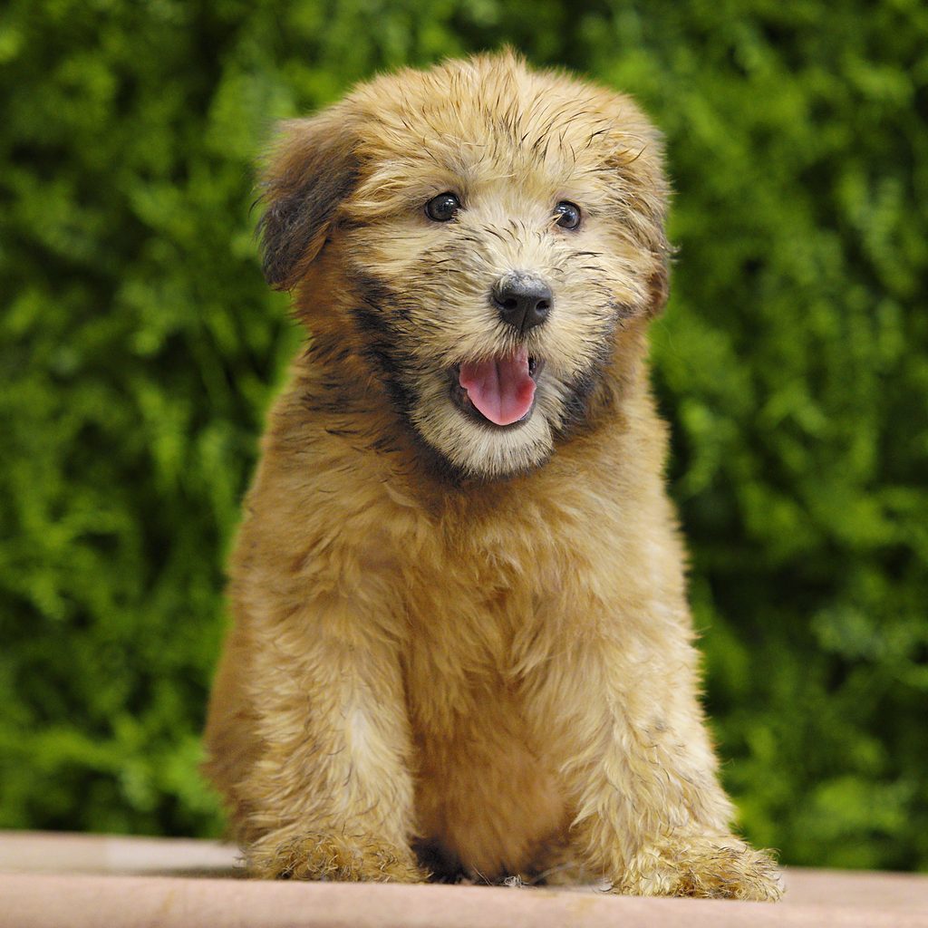 Indie puppy images