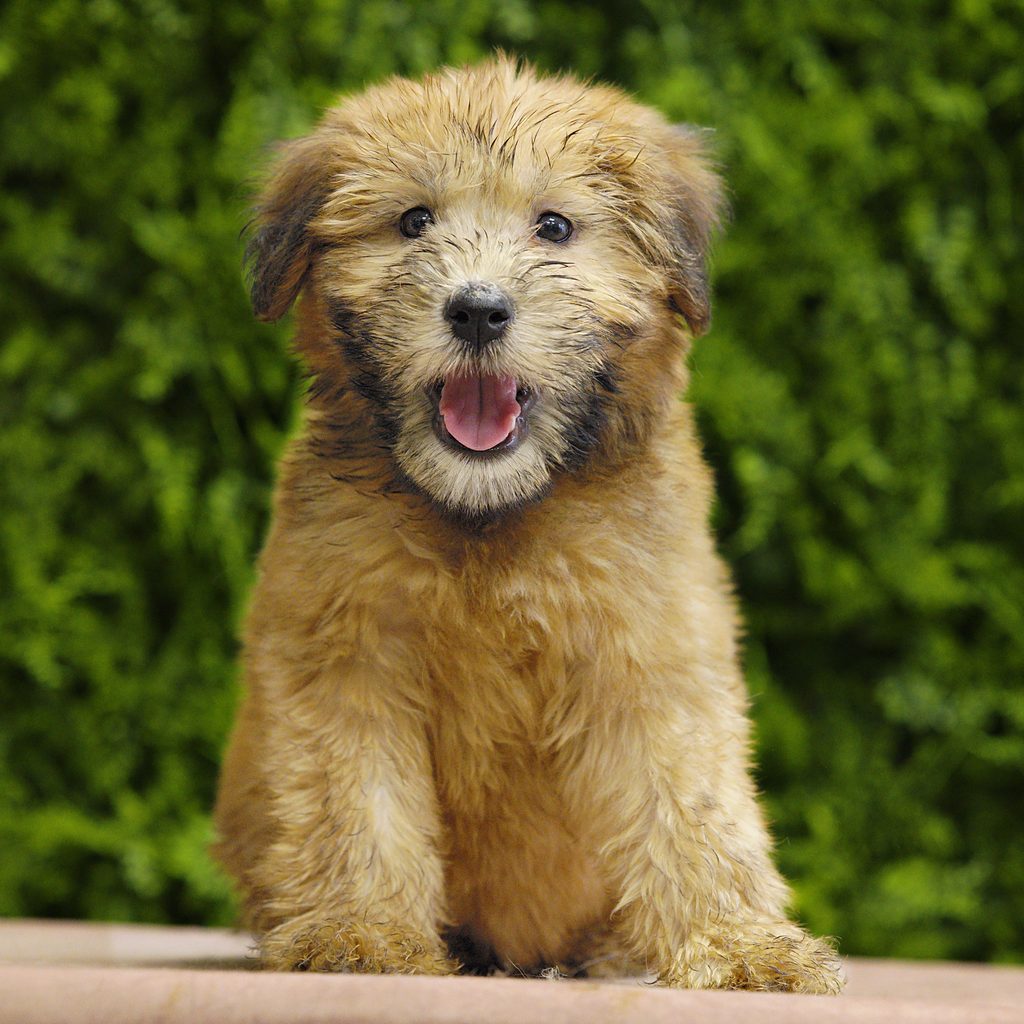 Indie puppy images