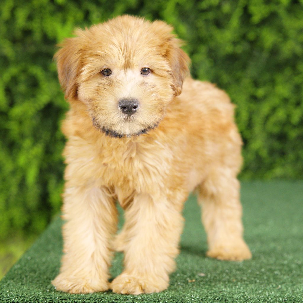 Elvis puppy images
