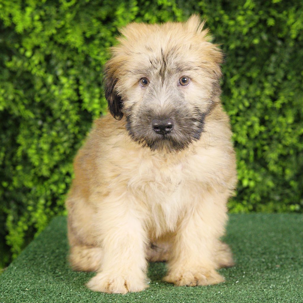Scrappy puppy images