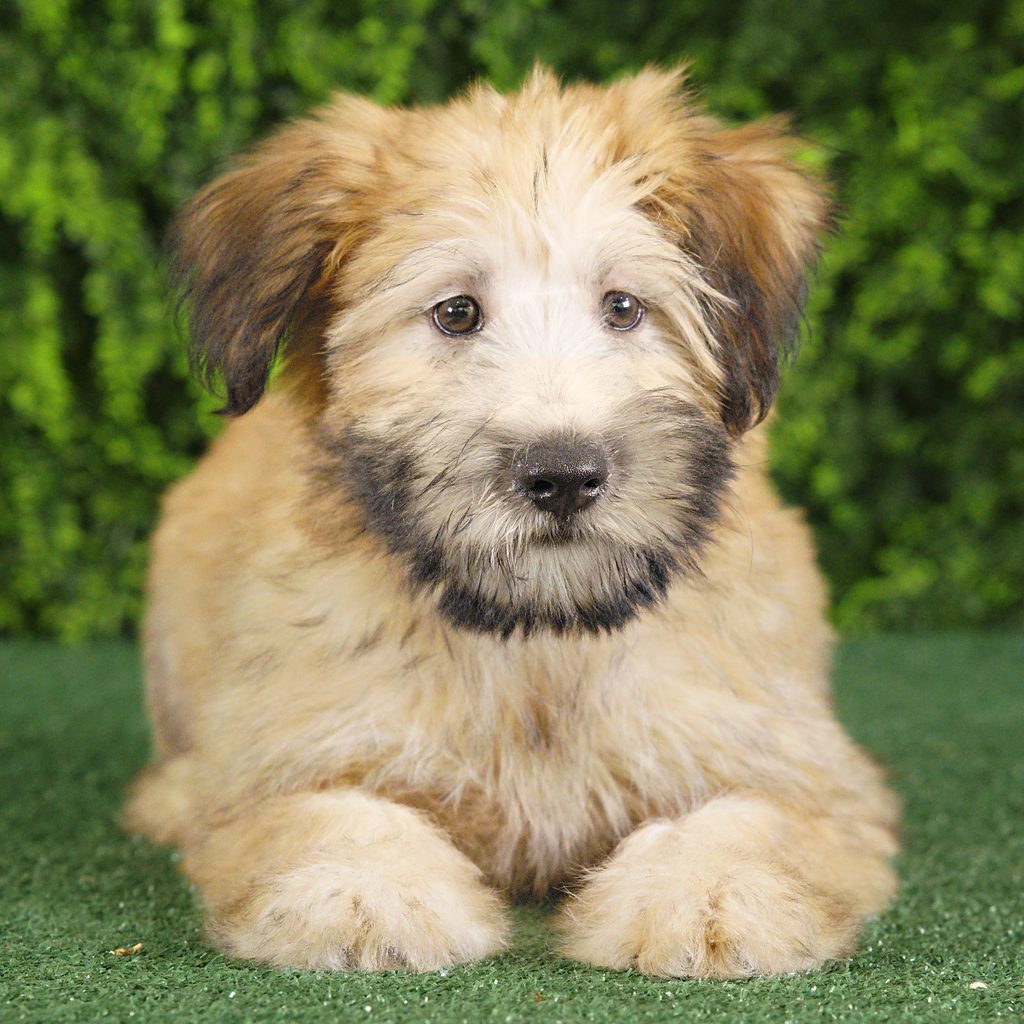 Elana puppy images
