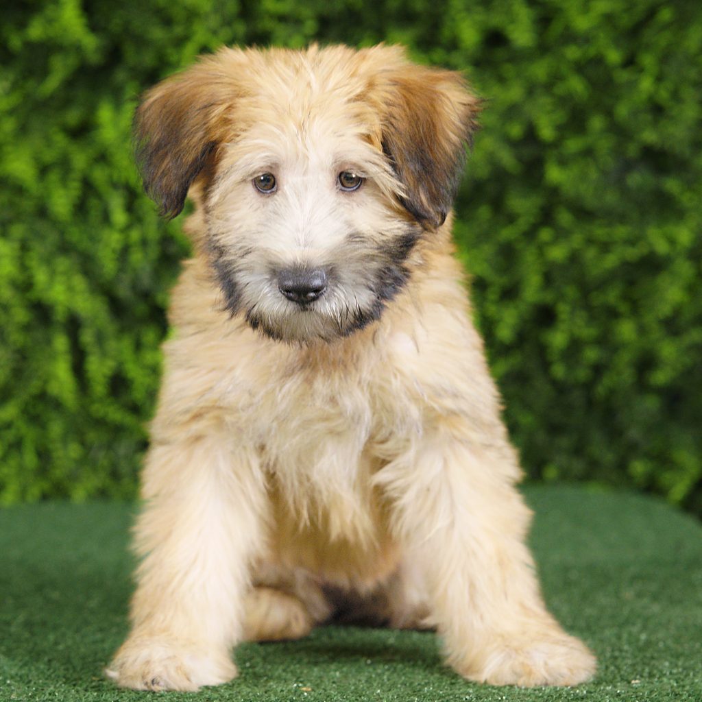 Elana puppy images