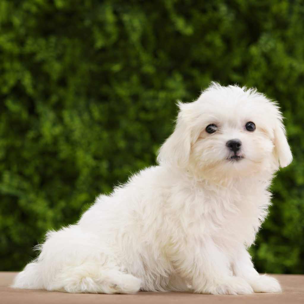 Plum puppy images