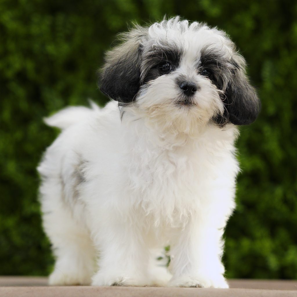 Murphy puppy images