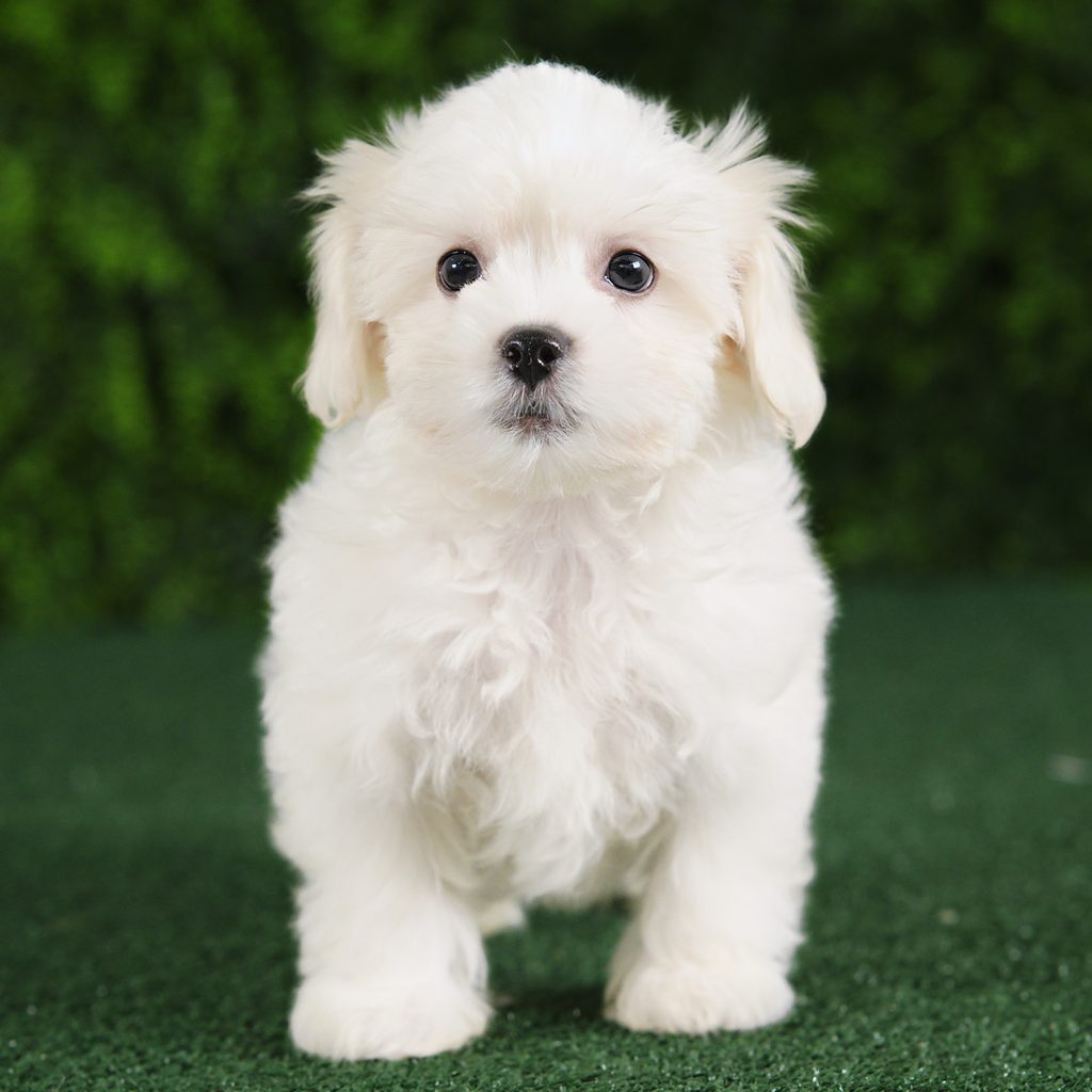 Rider puppy images