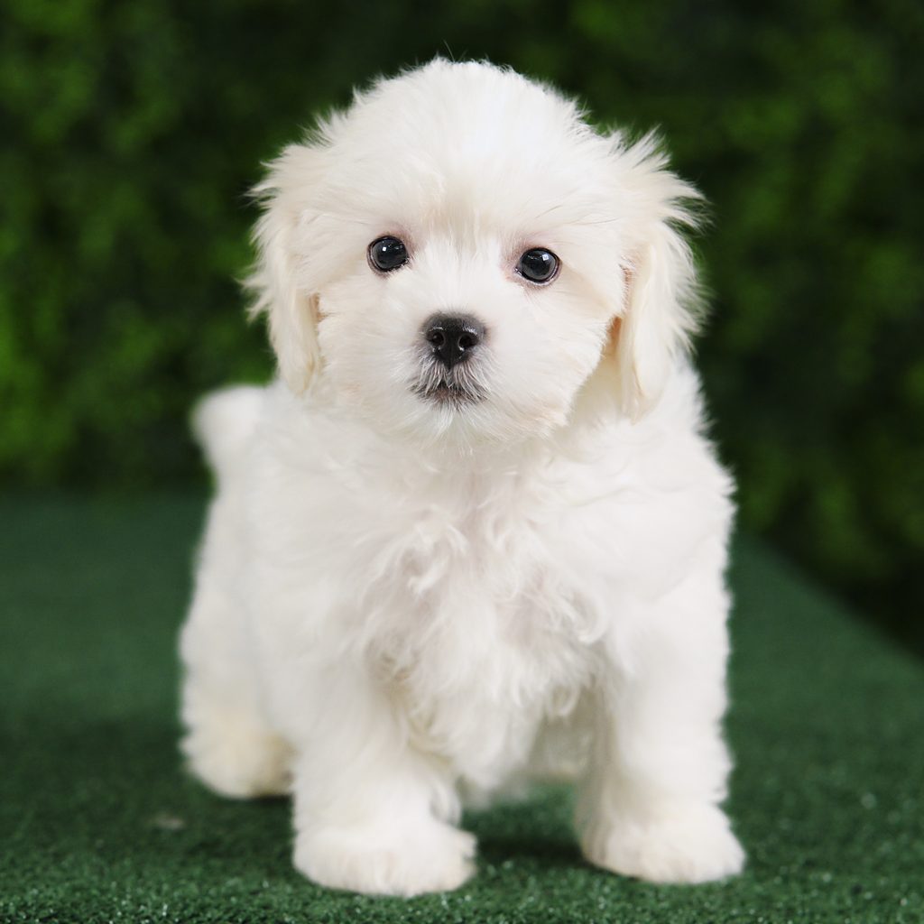 Rider puppy images