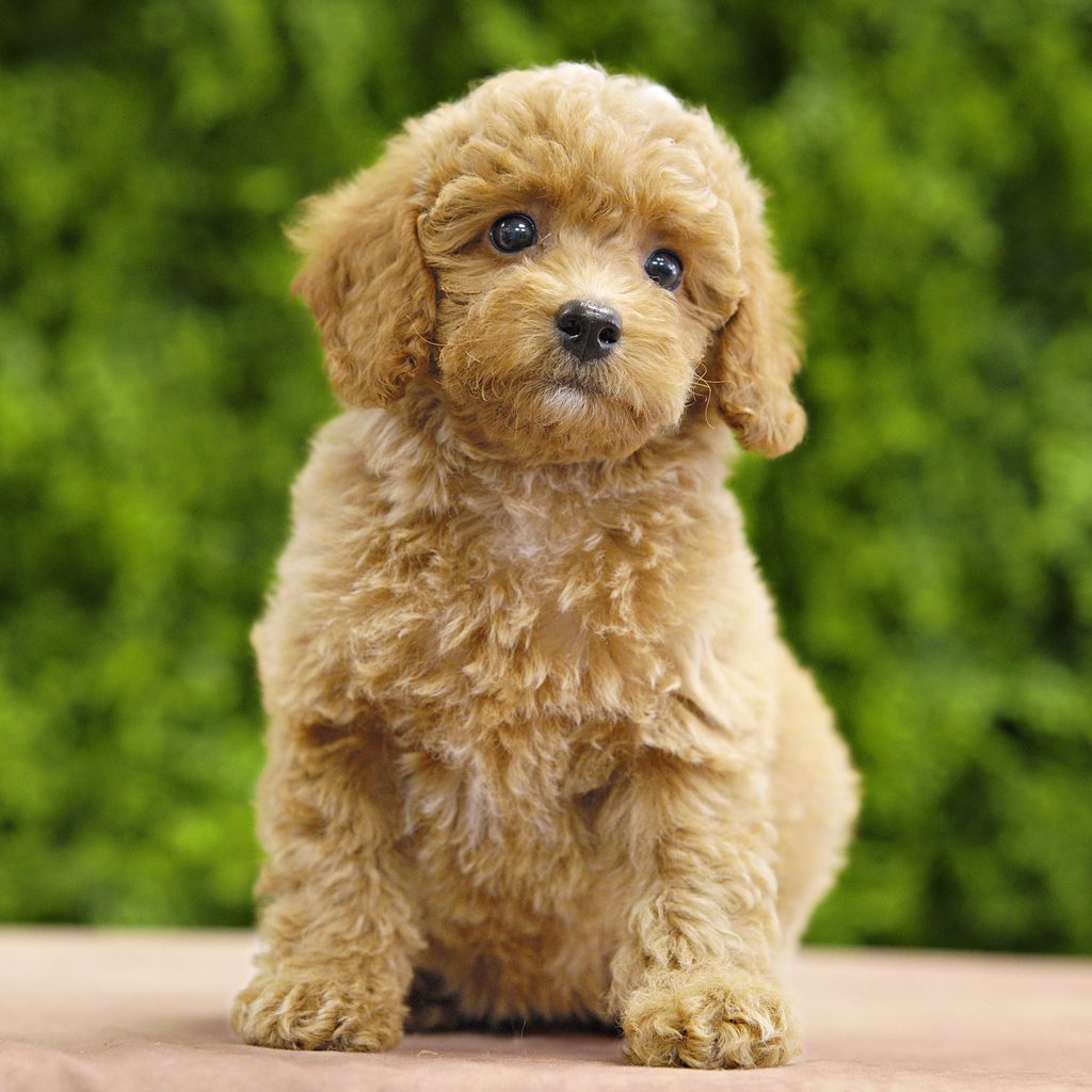 Duchess puppy images