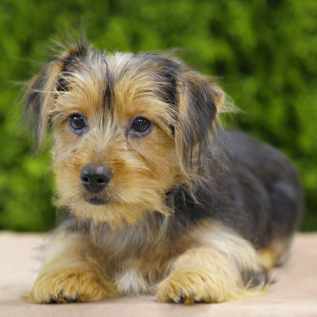Lizzie puppy images