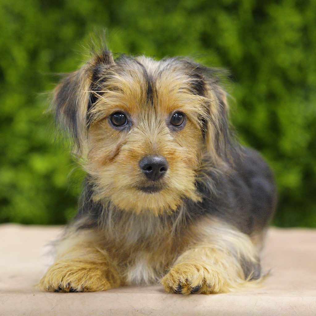 Lizzie puppy images