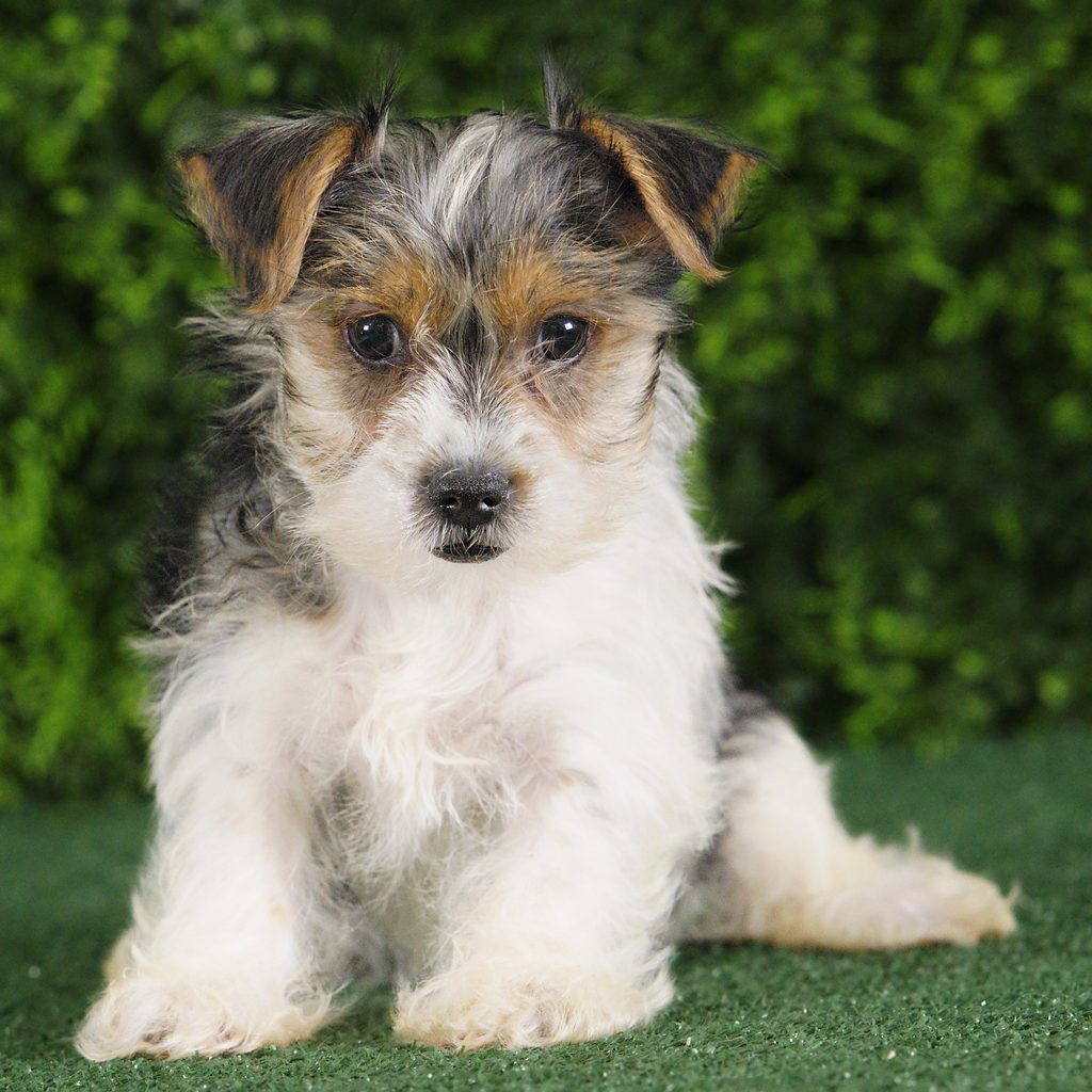 Yeardley puppy images