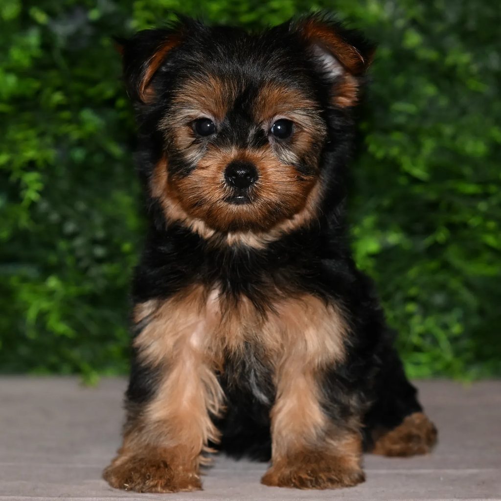 Astro puppy images