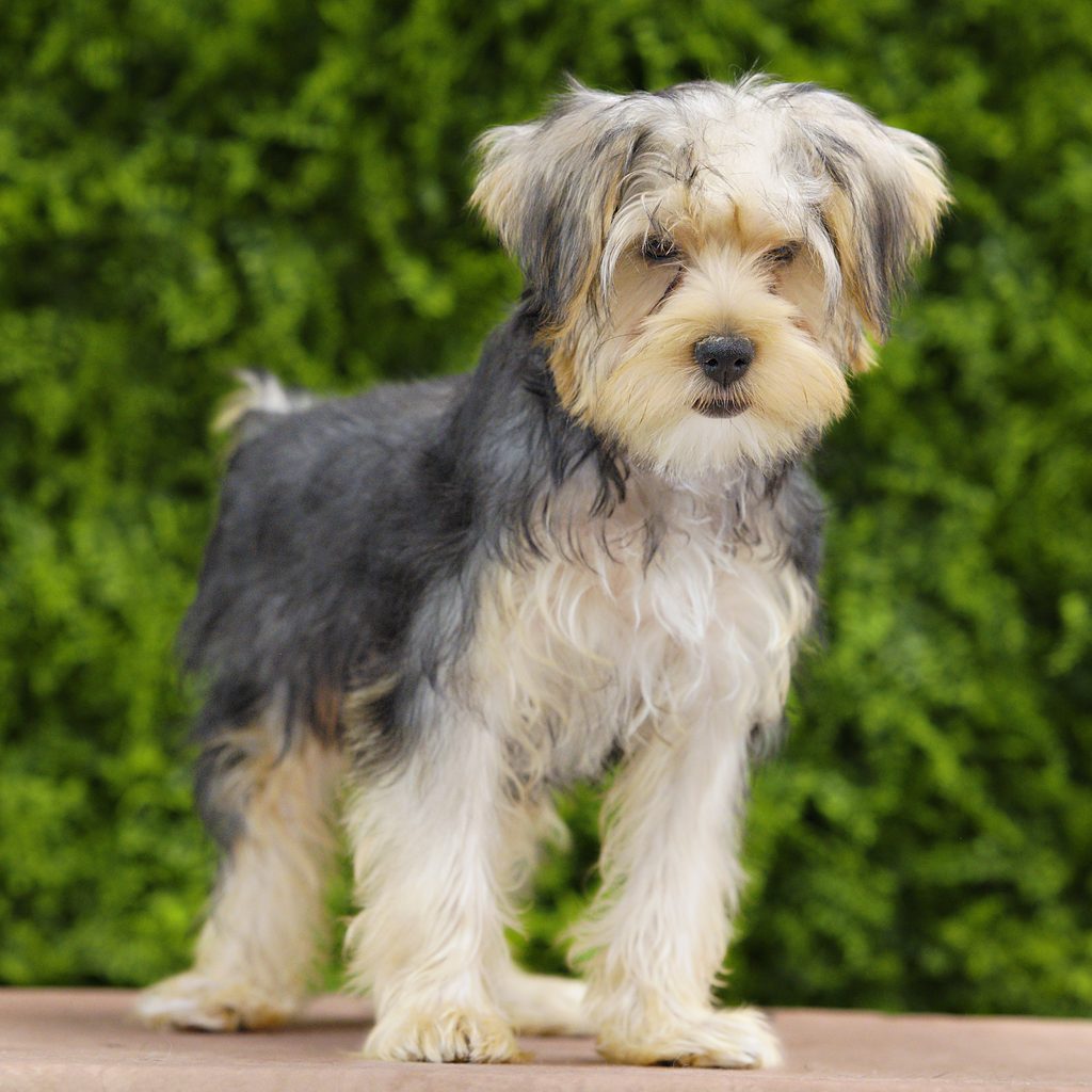 Benson puppy images