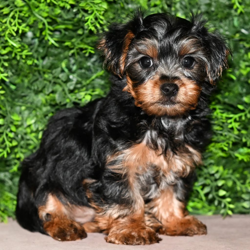 Ranger puppy images