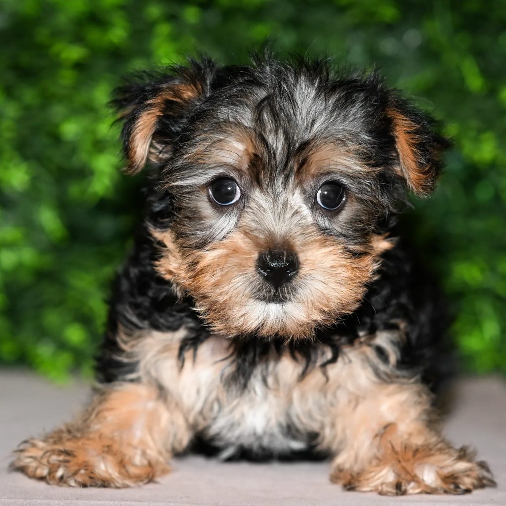 Polly puppy images