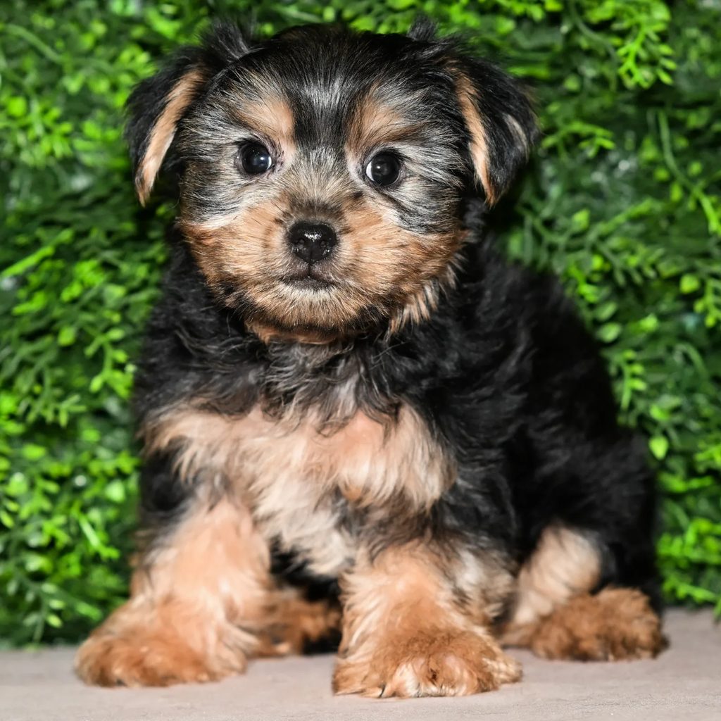Abbott puppy images