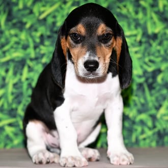 Cecil, a male Beagle puppy for sale at Wellspring Puppies Fort Worth