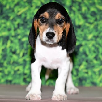 Cecil, a male Beagle puppy for sale at Wellspring Puppies Fort Worth