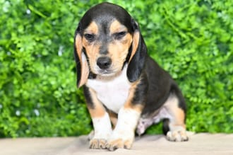 Maverick, a male Beagle puppy for sale at Wellspring Puppies Dallas