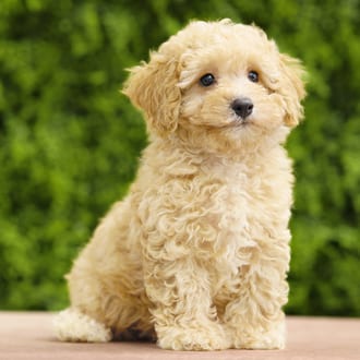Oscar, a male Cavapoo F1B puppy for sale at Wellspring Puppies Dallas