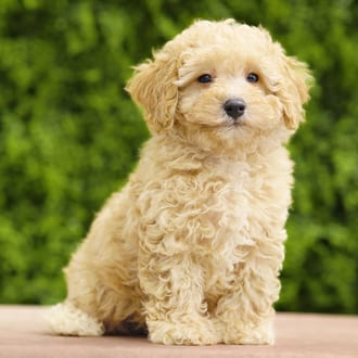 Oscar, a male Cavapoo F1B puppy for sale at Wellspring Puppies Dallas