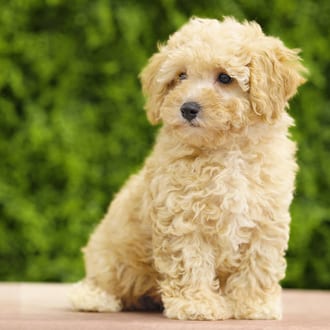 Oscar, a male Cavapoo F1B puppy for sale at Wellspring Puppies Dallas