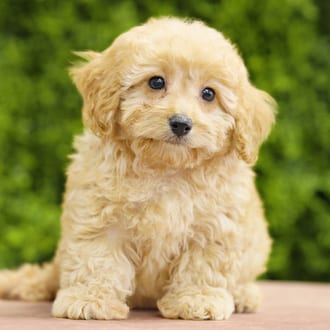 Tilly, a female Cavapoo F1B puppy for sale at Wellspring Puppies Dallas