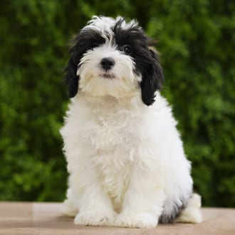 Wren, a female Lhasa Poo puppy for sale at Wellspring Puppies Dallas