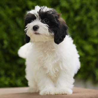 Wren, a female Lhasa Poo puppy for sale at Wellspring Puppies Dallas