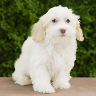 Cosmo, a male Lhasa Poo puppy for sale at Wellspring Puppies Dallas