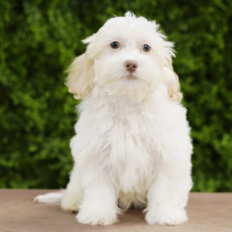 Cosmo, a male Lhasa Poo puppy for sale at Wellspring Puppies Dallas