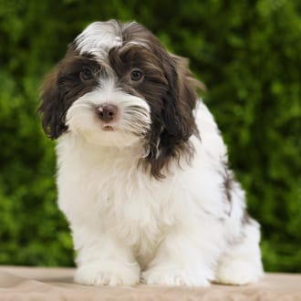 Eldon, a male Lhasa Poo puppy for sale at Wellspring Puppies Dallas