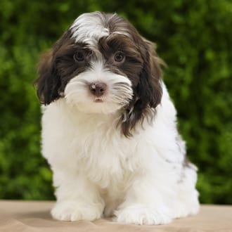 Eldon, a male Lhasa Poo puppy for sale at Wellspring Puppies Dallas