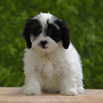 Jellybean, a female Lhasa Poo puppy for sale at Wellspring Puppies Dallas