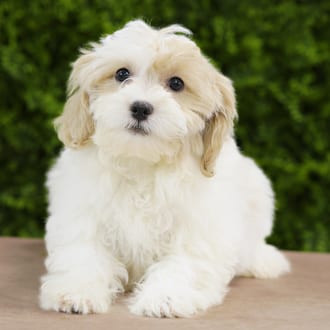 Ellie Rose, a female Lhasa Poo puppy for sale at Wellspring Puppies Dallas