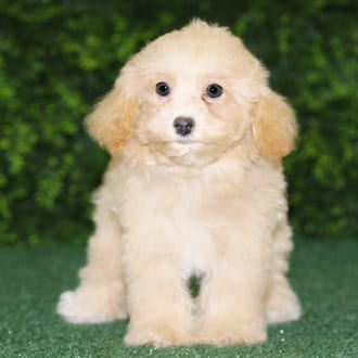 Carmela, a female Maltipoo F1B puppy for sale at Wellspring Puppies Fort Worth