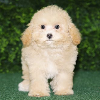 Carmela, a female Maltipoo F1B puppy for sale at Wellspring Puppies Fort Worth