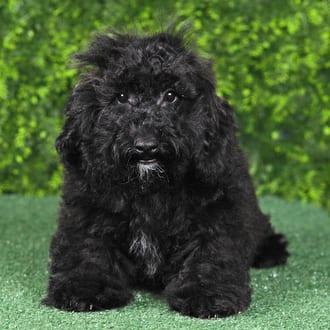 Gizmo, a male Maltipoo F1B puppy for sale at Wellspring Puppies Fort Worth