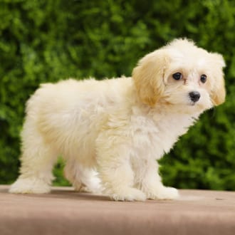 Demi, a female Maltipoo F1B puppy for sale at Wellspring Puppies Dallas