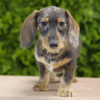 Harrison, a male Mini Dachshund puppy for sale at Wellspring Puppies Dallas
