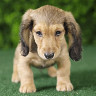 Ruger, a male Mini Dachshund puppy for sale at Wellspring Puppies Fort Worth