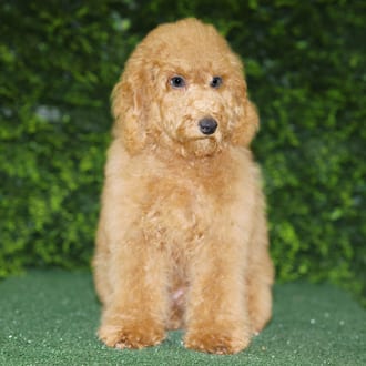 Brady, a male Mini Poodle puppy for sale at Wellspring Puppies Fort Worth