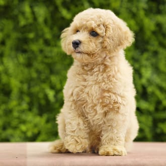 Abe, a male Mini Poodle puppy for sale at Wellspring Puppies Dallas